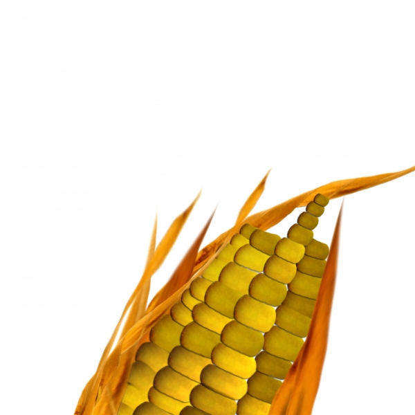 Creation of Wheat no more...: Step 3